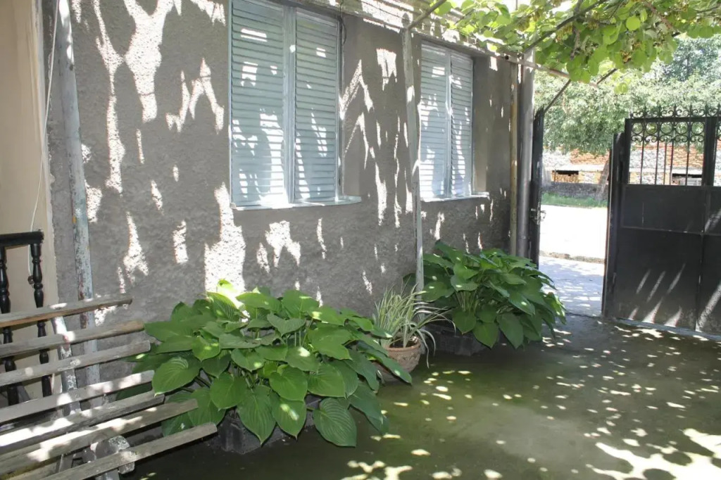 The Kiwi House