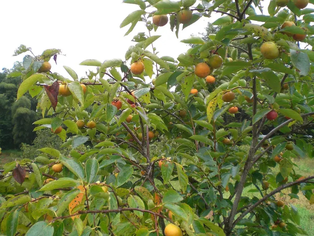 Kakinouen