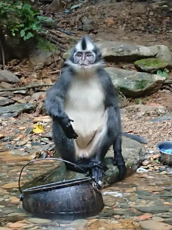Lucky Bamboo-Bukit Lawang-Bungalows-Restaurant,Direct On The Jungle Border and Jungle Trekking Tours