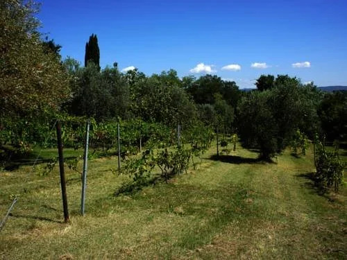 Polvereto