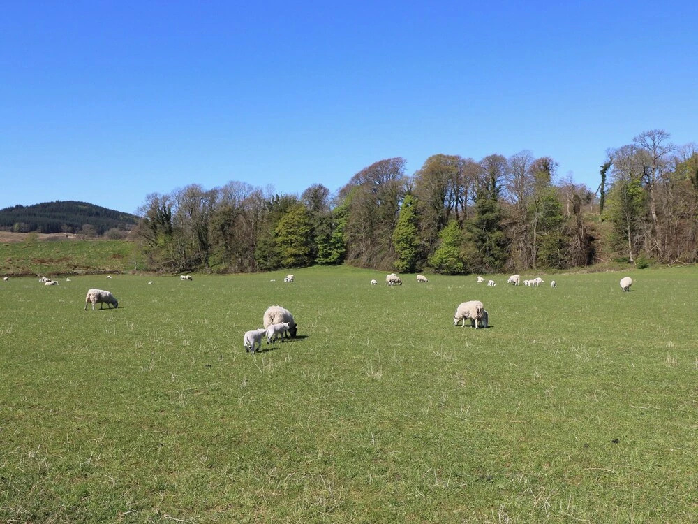 Kilmartin View