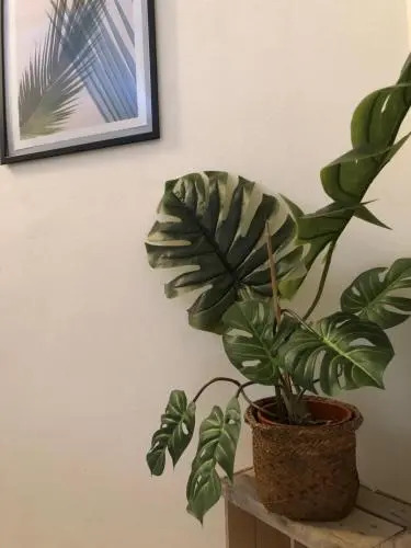 Luna&Limoni