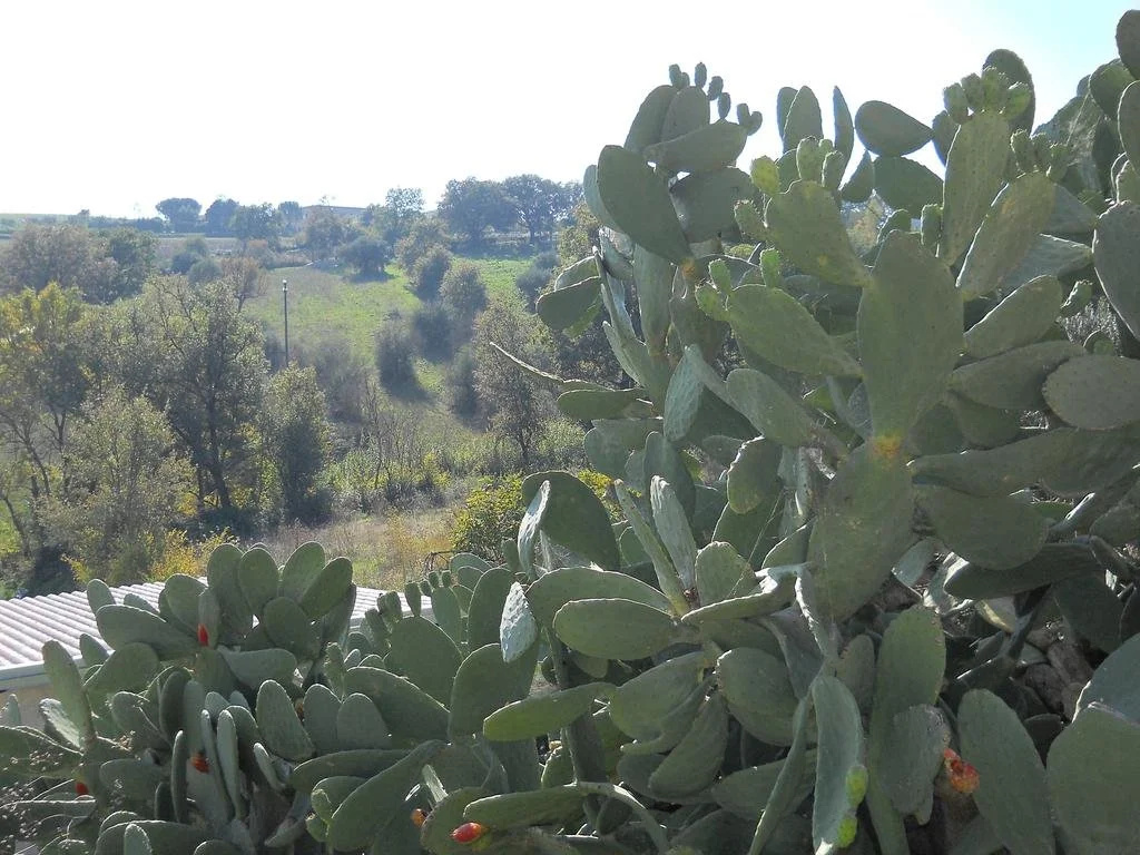 Mandria Del Dottore Toscano