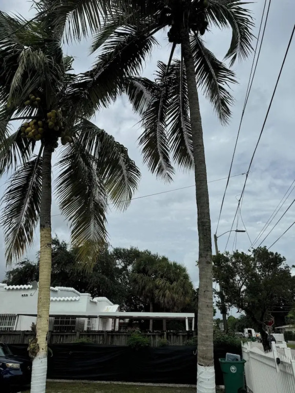 Safari Wynwood