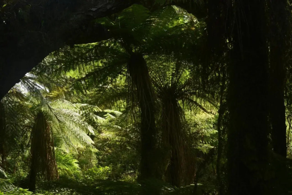 Wilderness Backpackers