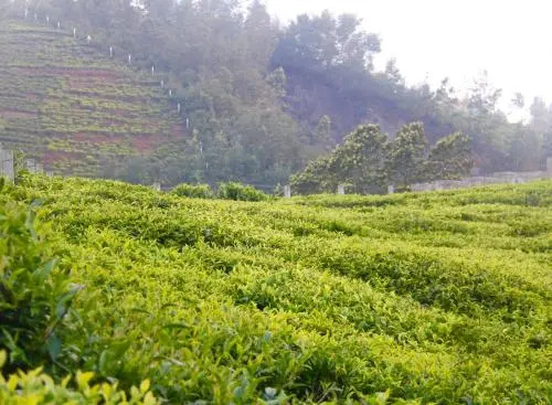 The Xanadu, Coonoor