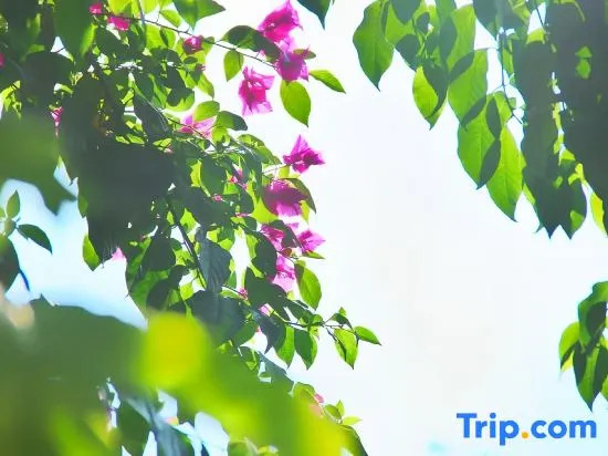 Zhangjiajie Xianlv Residential Accommodation (Wulingyuan National Scenic Spot Scenic Spot Store)