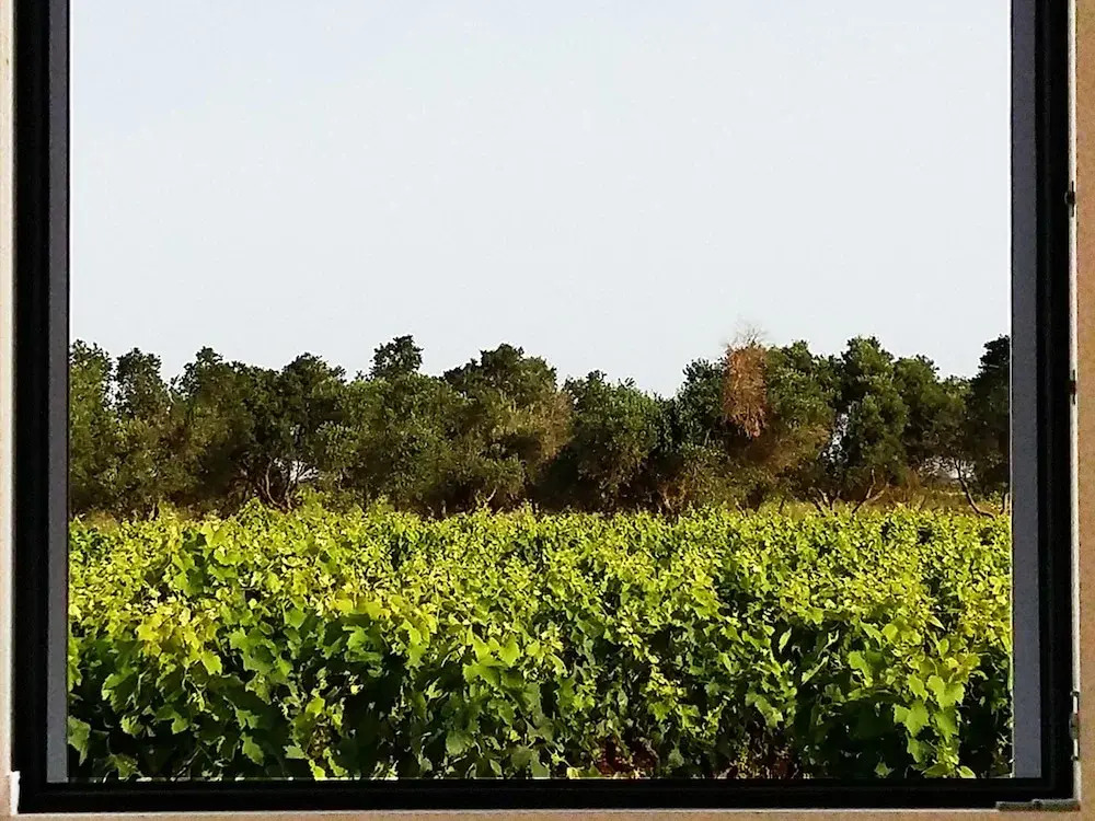 Casale alle Vigne