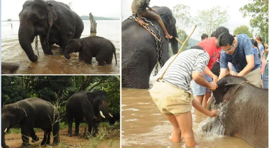 Jungle Lodges And Resorts- Sakrebyle Elephant Camp