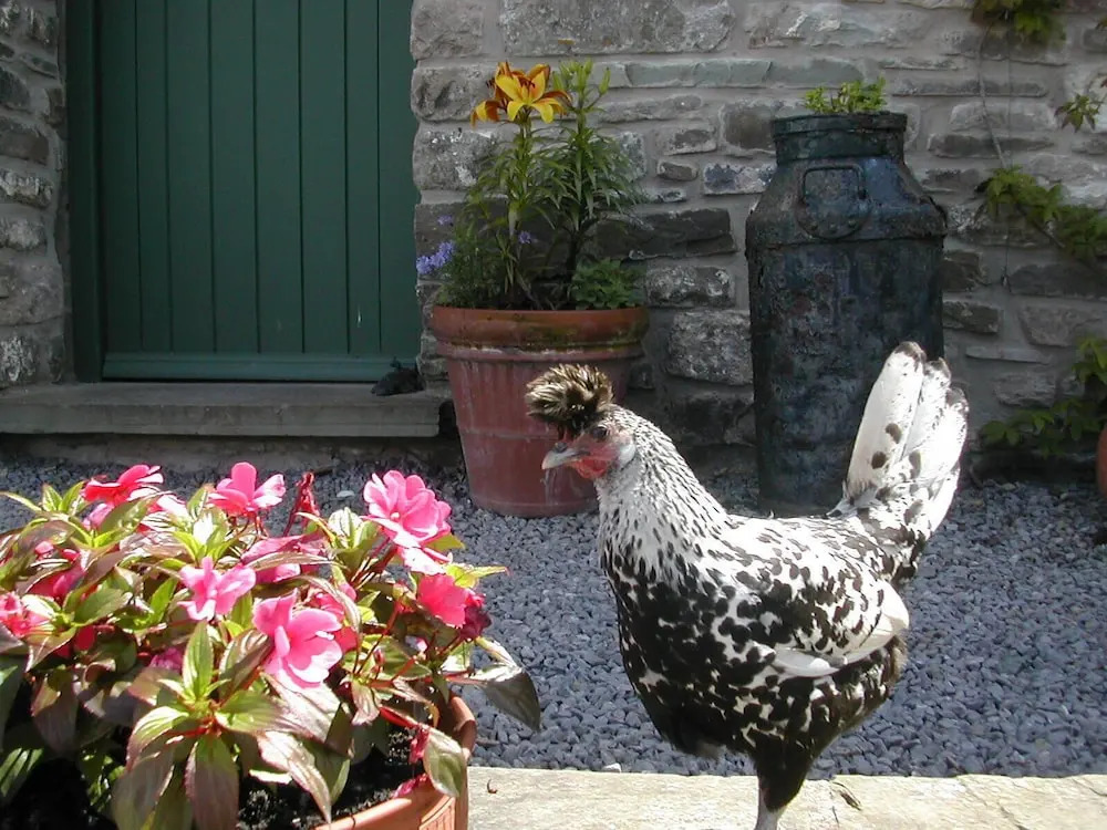 Alltybrain Farm Cottages