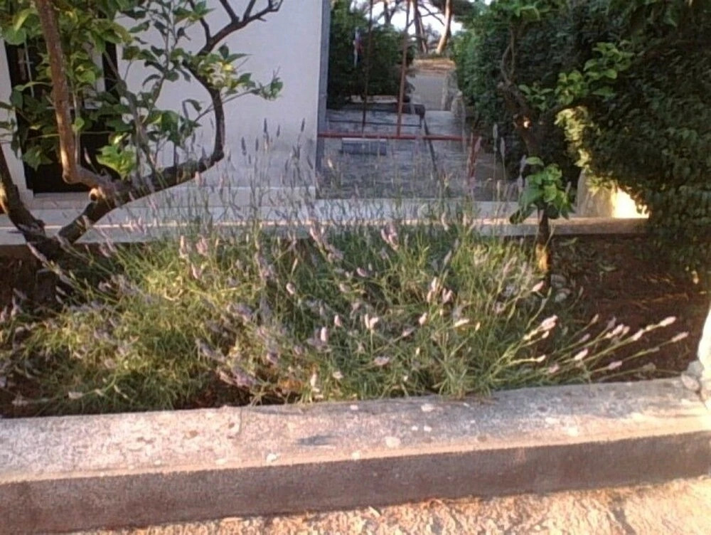 Apartments Đani