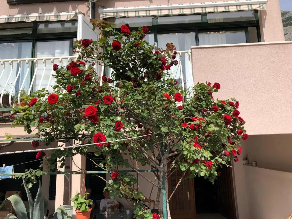 Villa Oliva