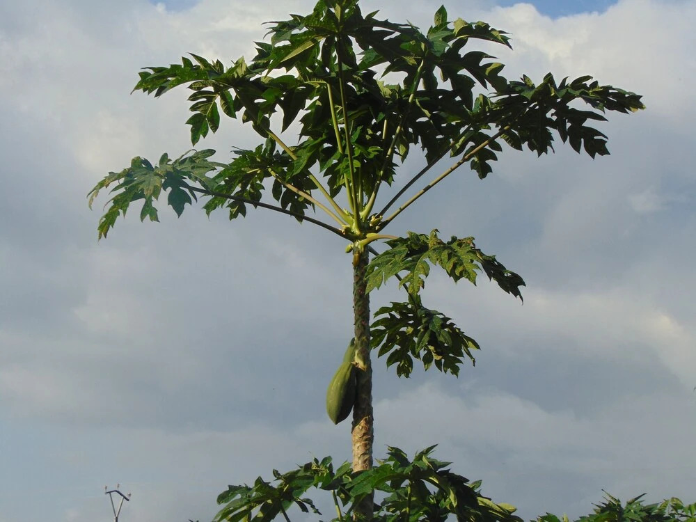 Residêncial Tamarindos
