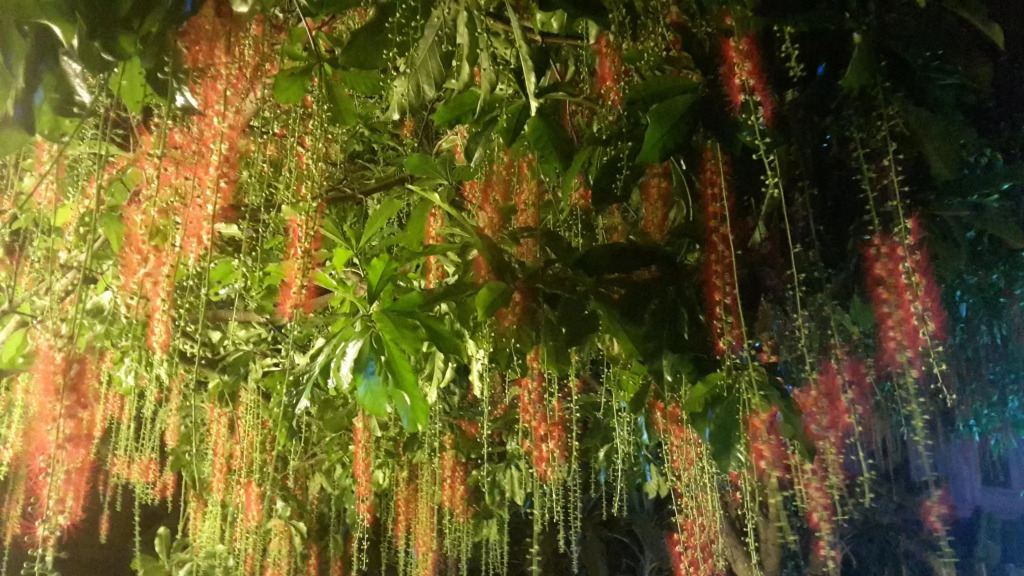 Huong sen homestay