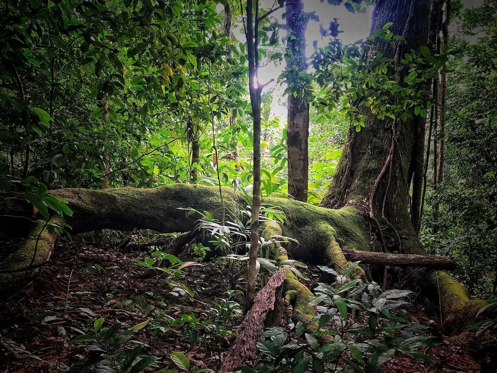 El Remanso Rainforest Lodge