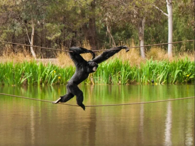 Billabong Camp, Taronga Western Plains Zoo