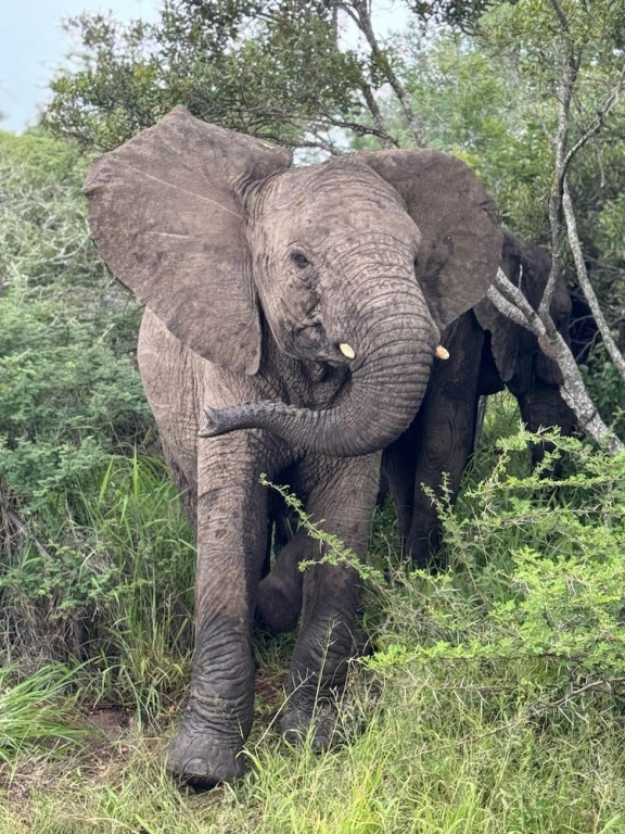 Rhinos Rest Private Luxury Villa