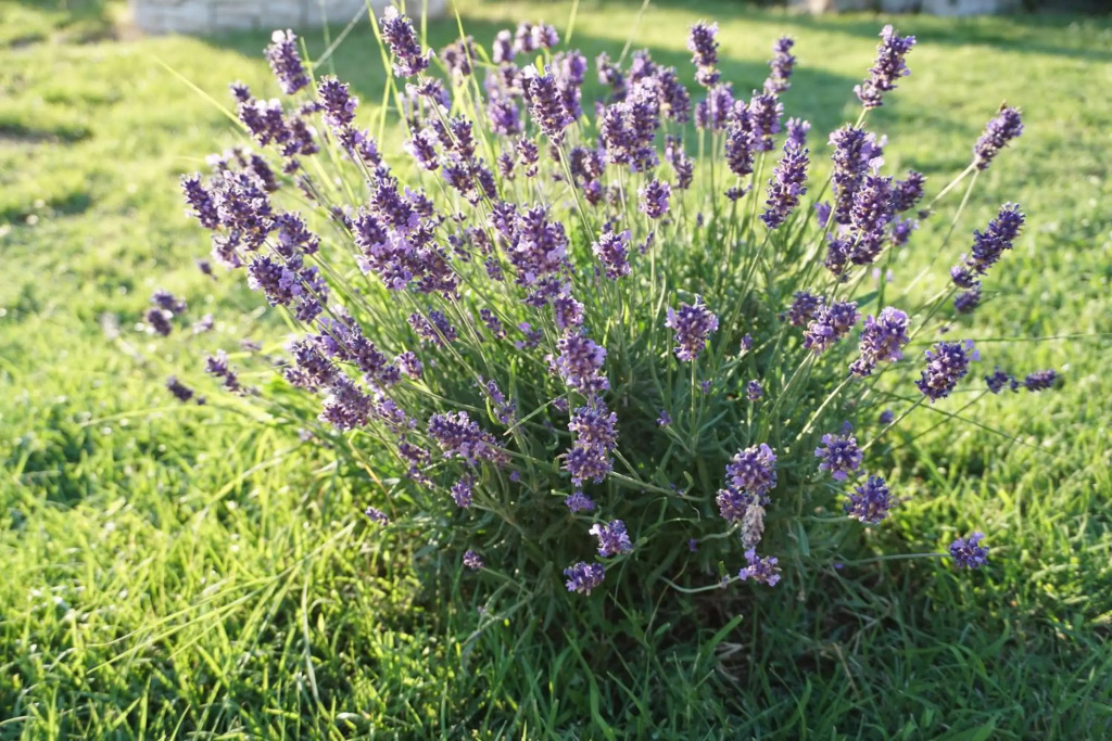 Farmhouse Cubani