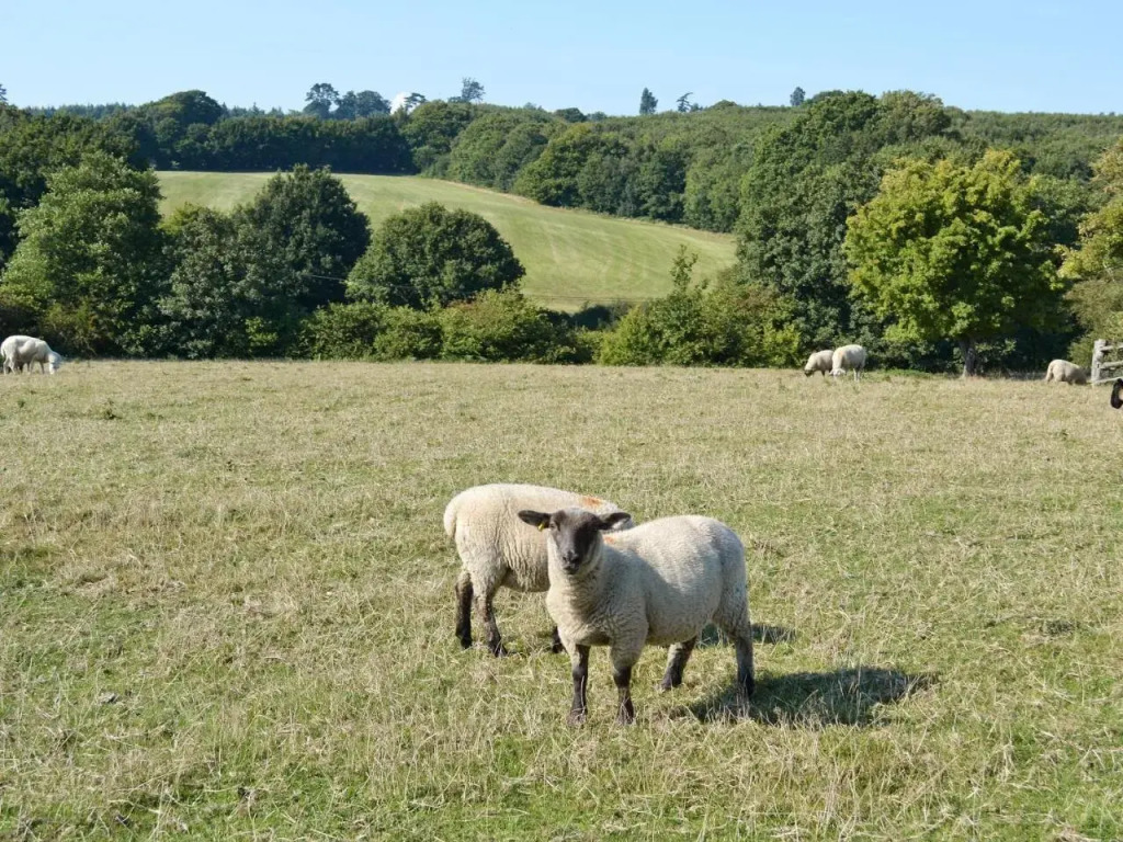 The Dairy