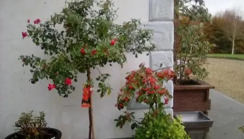 Ashford Haven B&B