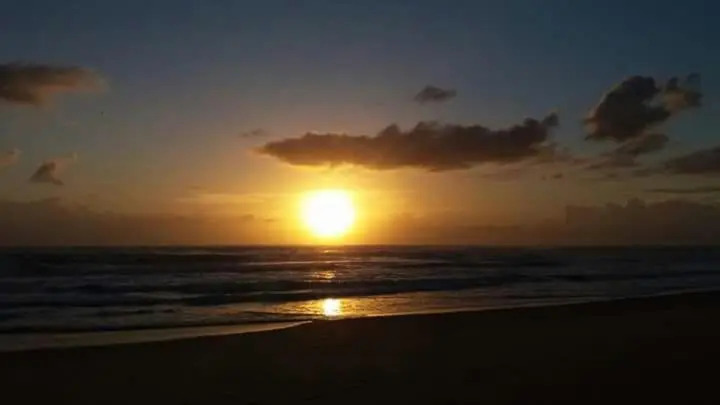 O Cajueiro