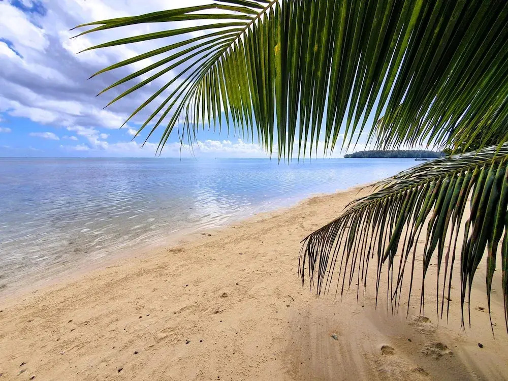 Moorea - Tropical Nest