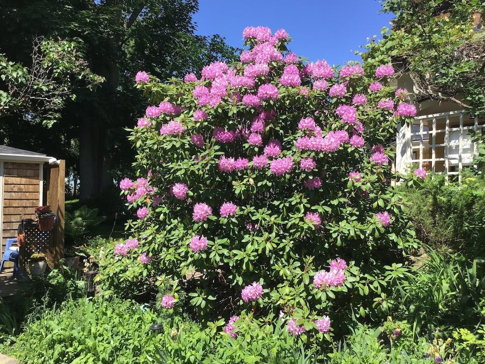 The Stella Rose B&B