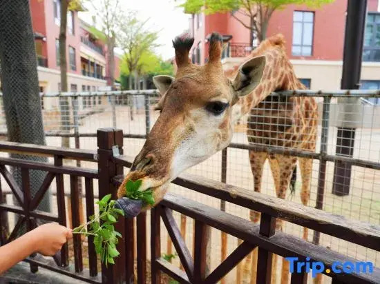 Xiamen Lingling Giraffe Manor Hotel