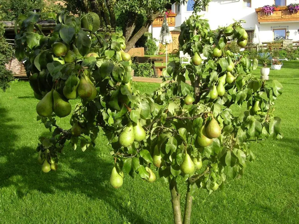 Mair am Hof - Farm - Maso - Bauernhof