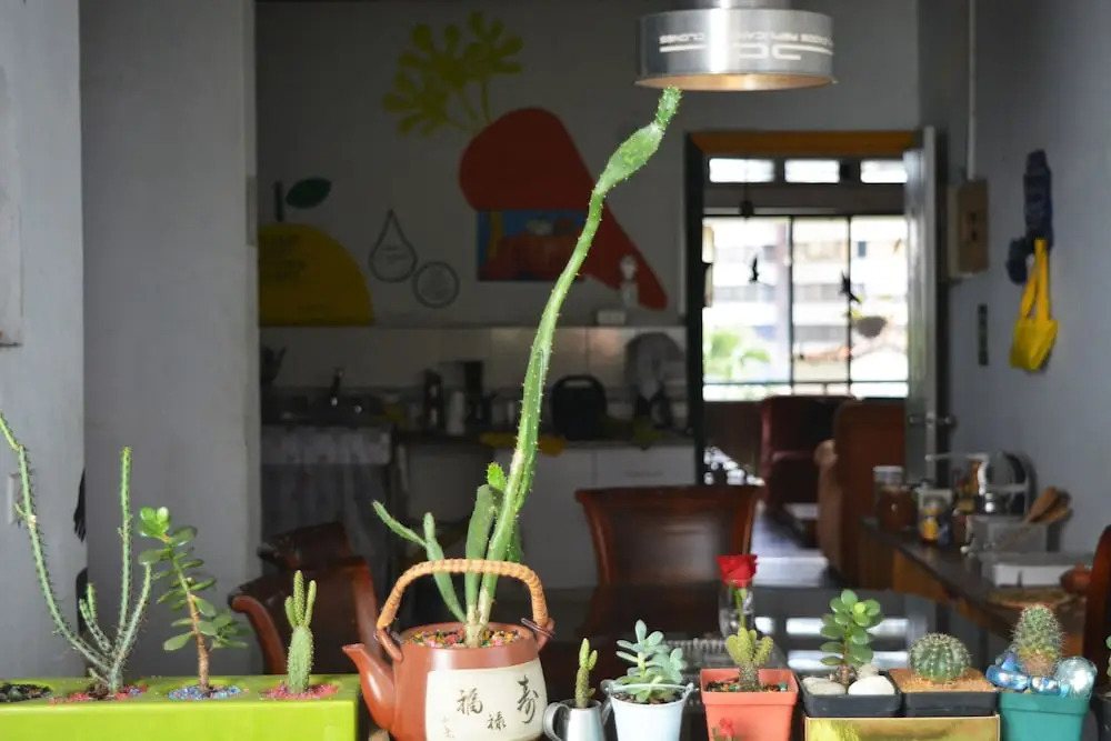 The Green House Hostel