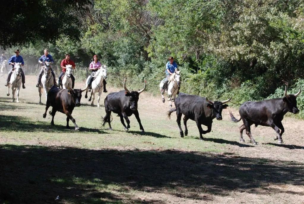 La Nanouche