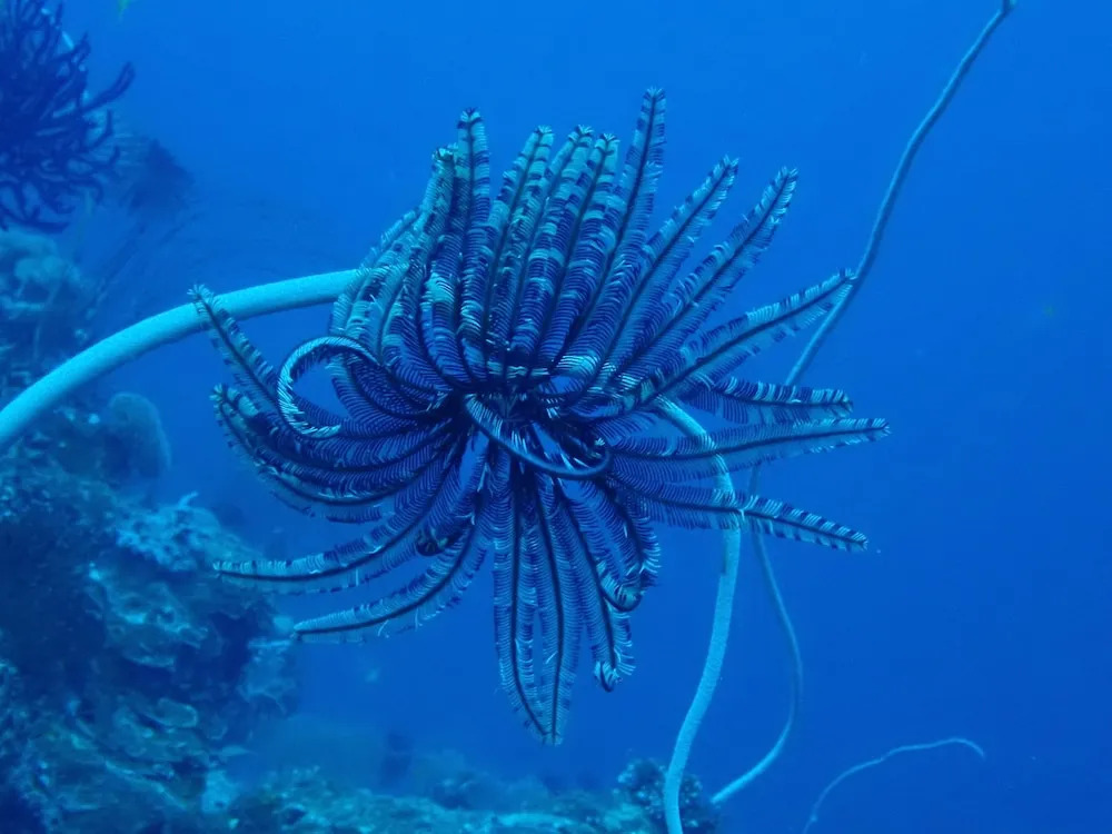 Hoga Island Dive Resort