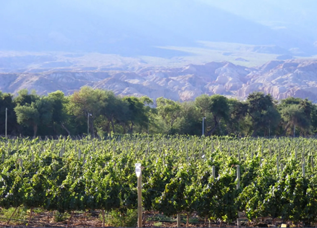 La Casa De La Bodega