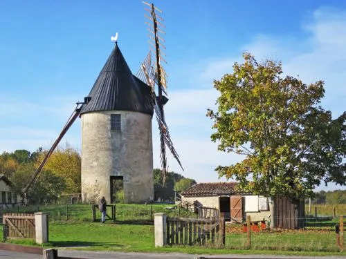 LES PINS DE LOCéAN (MVT195)
