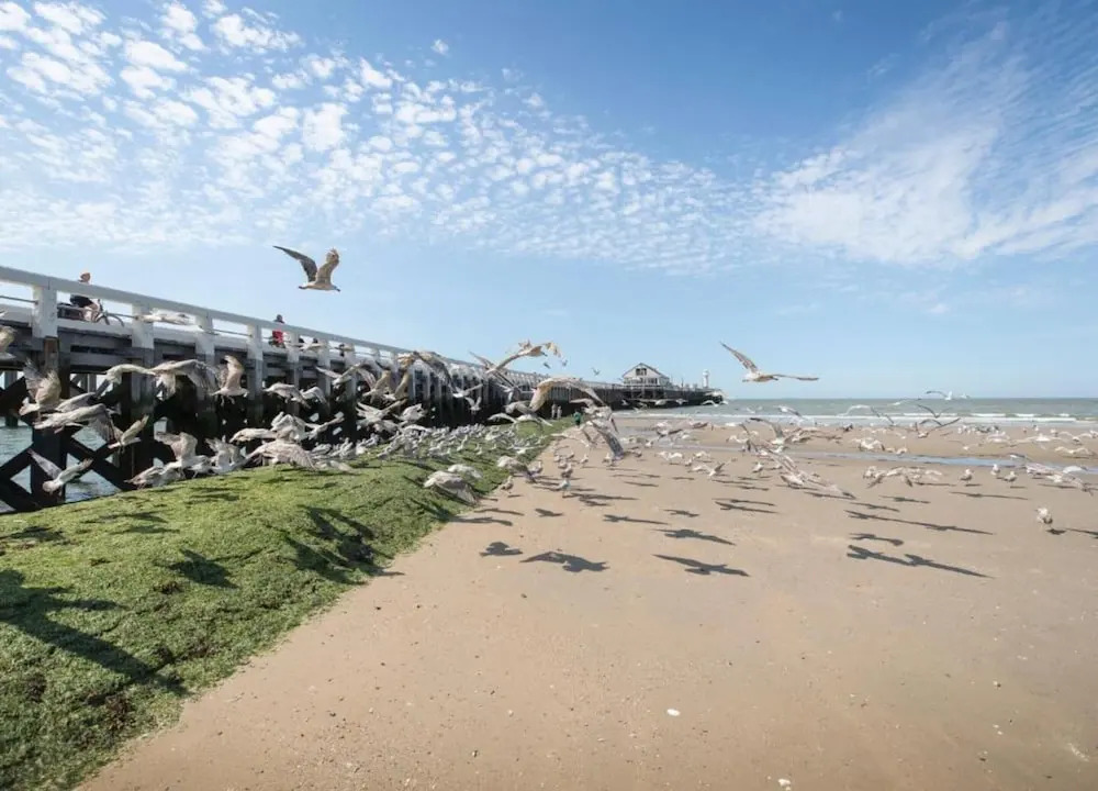 Apartment in Blankenberge Near Sea Dyke