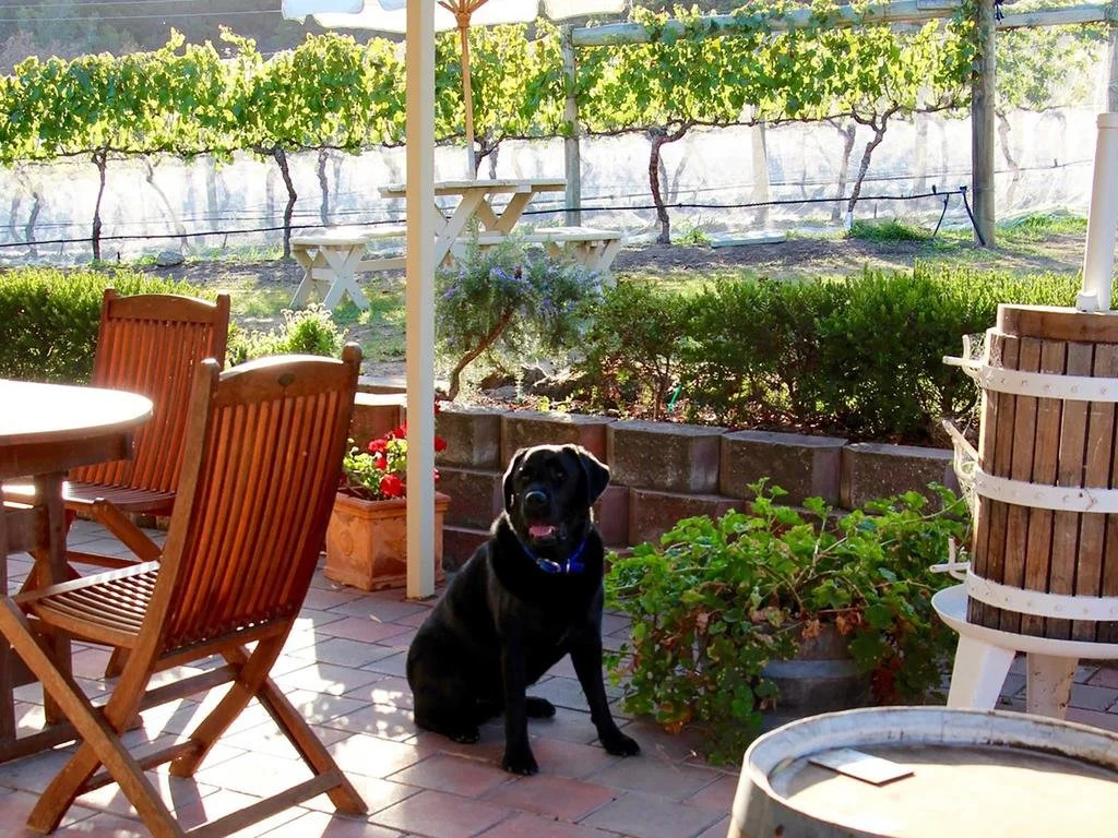 Every Man and His Dog Vineyard