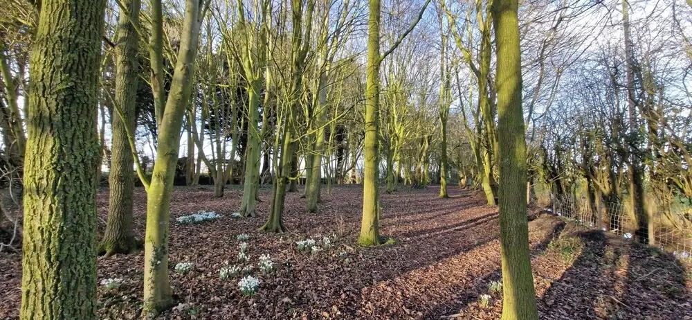 Tall Pines Lodge - Dog Friendly, Nr Sutton on Sea