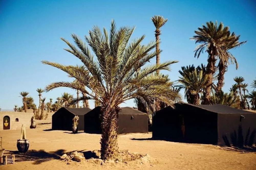 Camp Sahara Nights