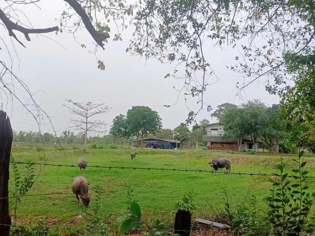 Baanbua Nonlen