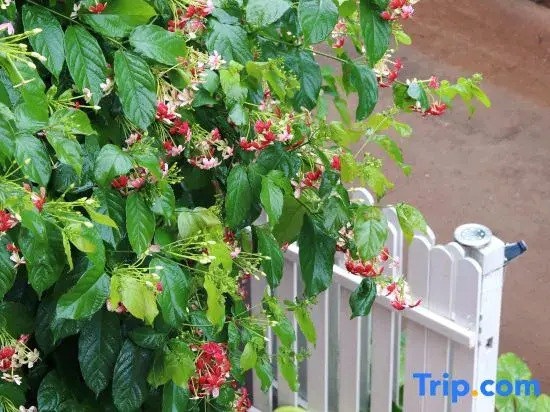 Beihai Weizhou Island Three Cats Homestay