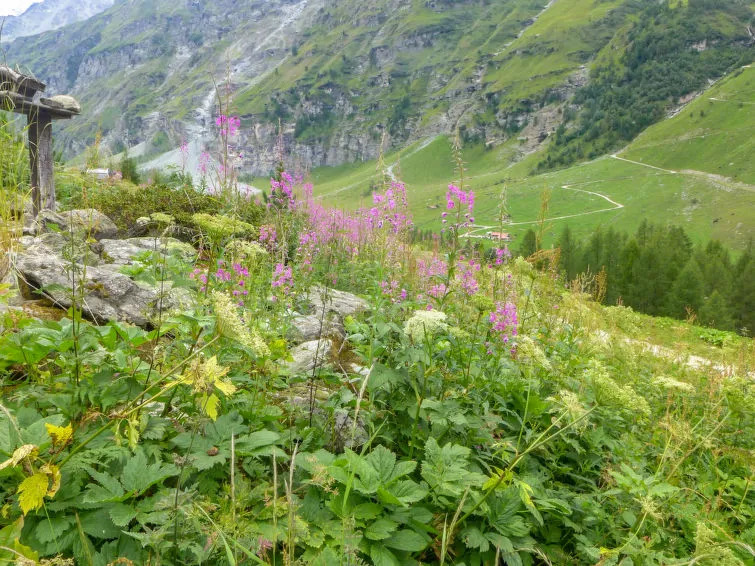 Chalet Epilobes