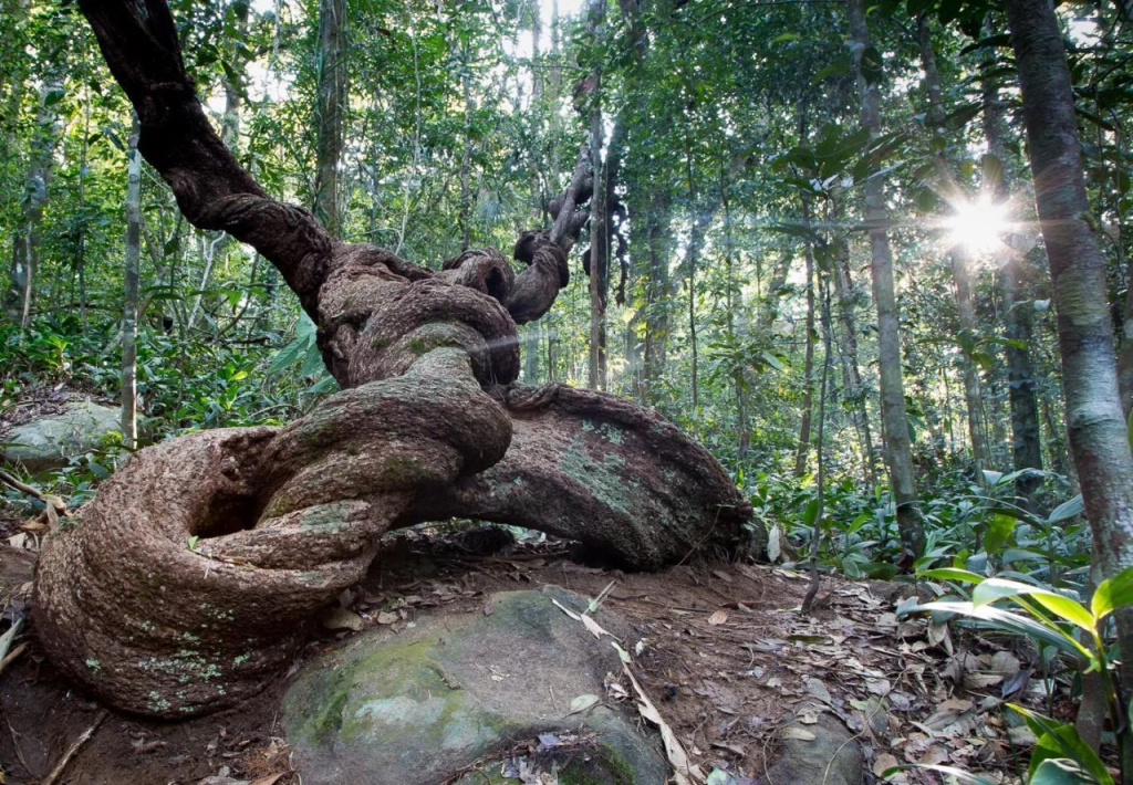 Sinharaja Rainforest Vibe