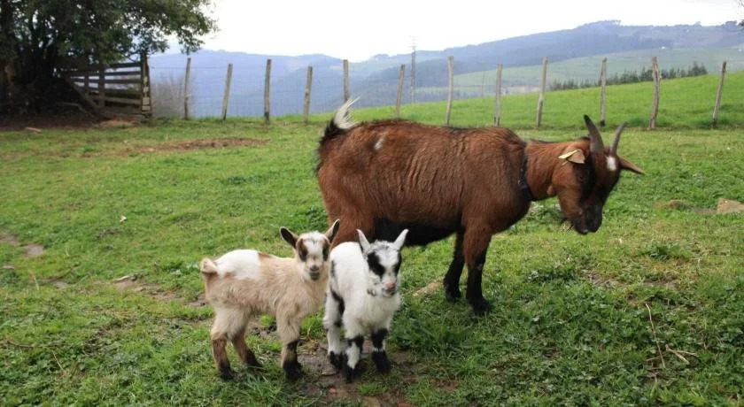 Casa Rural Ecológica Arrizurieta