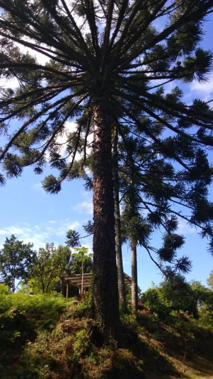 Casa ampla e aconchegante em Gramado