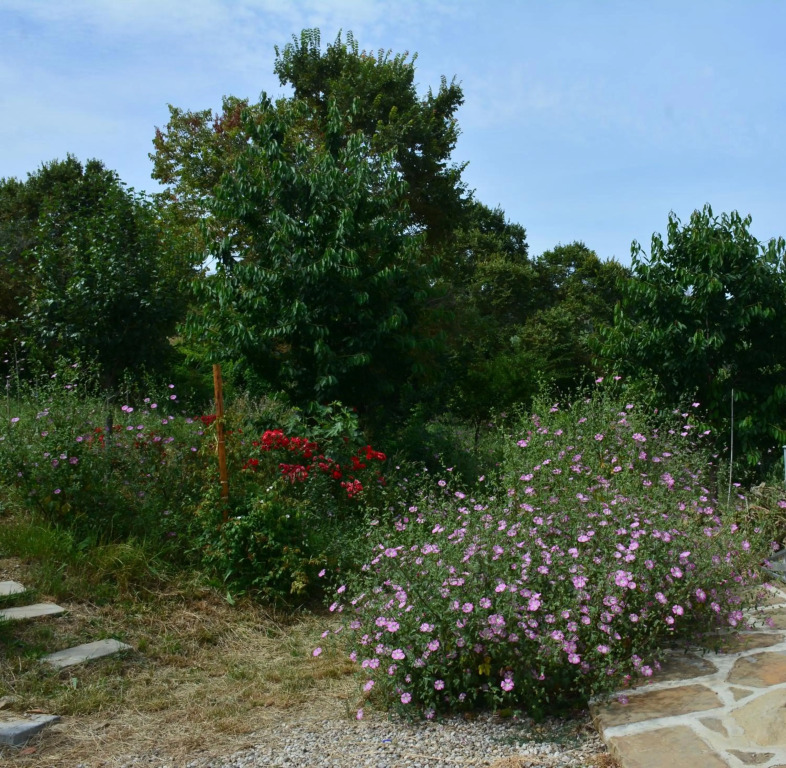 Casale Dionisia, Santa Maria di Castellabate, Appartamento Iris