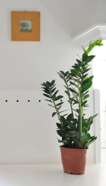 Loft Guardiani
