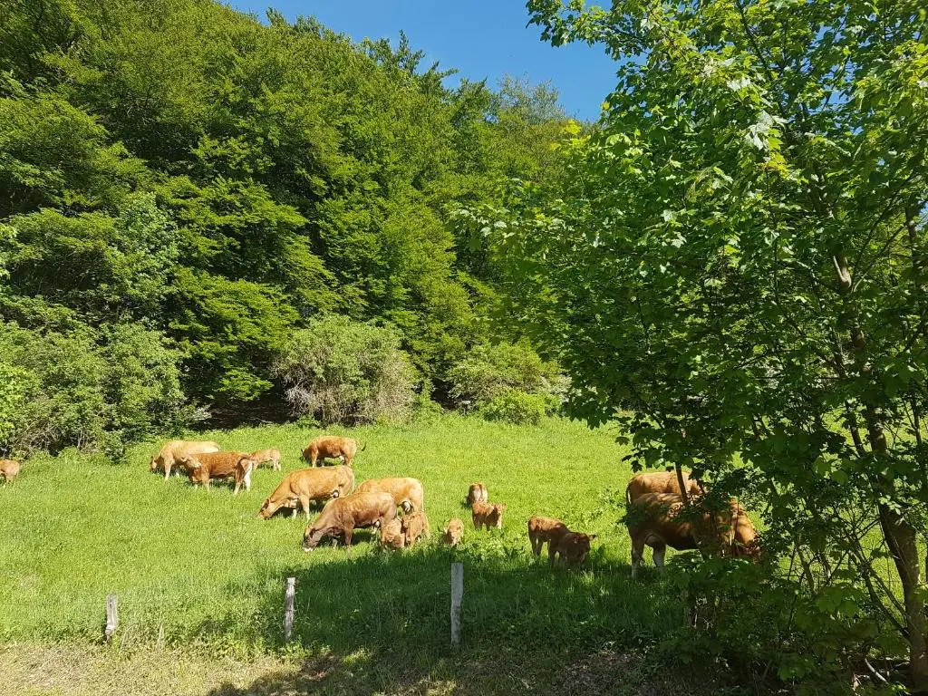 Ruime, gezellige vakantiewoning nabij Winterberg voor 2 tot 6 rustige natuurliefhebbers