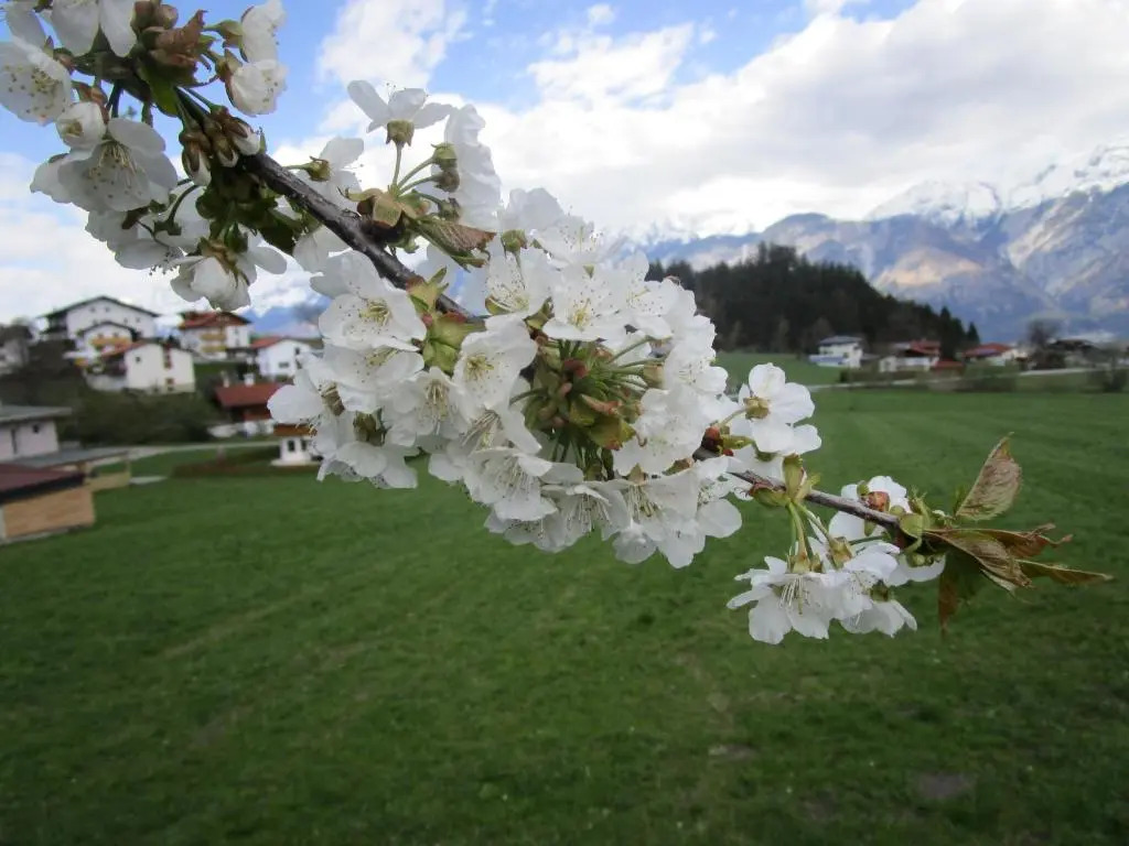 Apartments FEICHTNER Manfred -Tulfes - Innsbruck-Land - Tirol