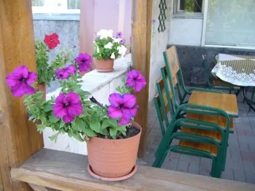 Hotel Profspilkovyi