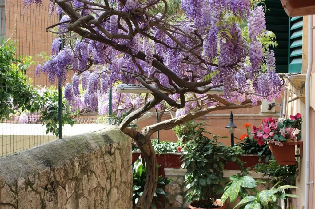 Hotel Pavia